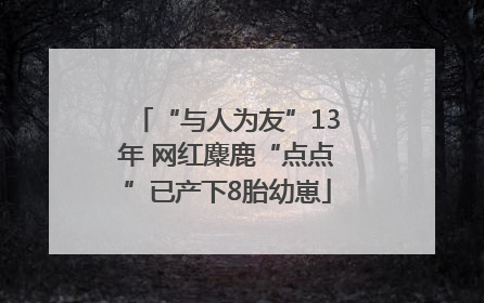 “与人为友”13年 网红麋鹿“点点”已产下8胎幼崽
