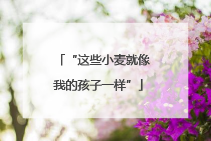 “这些小麦就像我的孩子一样”