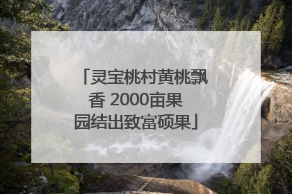 灵宝桃村黄桃飘香 2000亩果园结出致富硕果