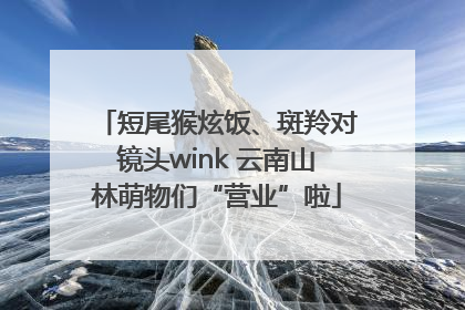 短尾猴炫饭、斑羚对镜头wink 云南山林萌物们“营业”啦