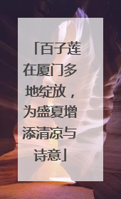 百子莲在厦门多地绽放，为盛夏增添清凉与诗意