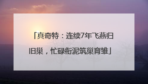 真奇特：连续7年飞燕归旧巢，忙碌衔泥筑巢育雏