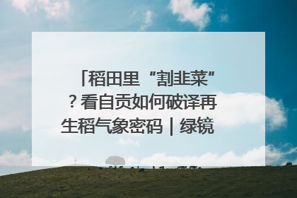 稻田里“割韭菜”？看自贡如何破译再生稻气象密码｜绿镜头·发现中国