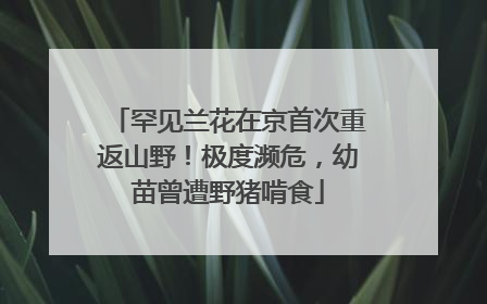 罕见兰花在京首次重返山野！极度濒危，幼苗曾遭野猪啃食