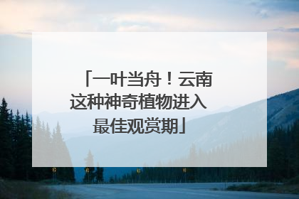一叶当舟！云南这种神奇植物进入最佳观赏期