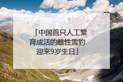 中国首只人工繁育成活的雌性雪豹迎来9岁生日