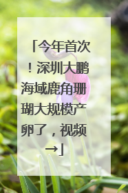 今年首次！深圳大鹏海域鹿角珊瑚大规模产卵了，视频→
