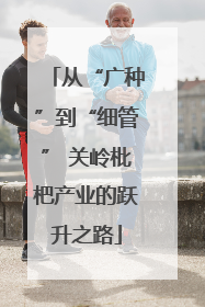 从“广种”到“细管” 关岭枇杷产业的跃升之路