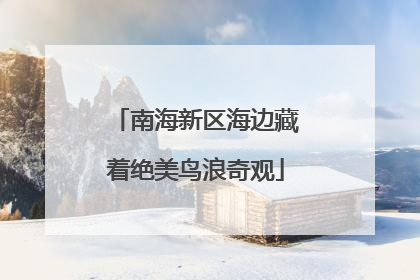南海新区海边藏着绝美鸟浪奇观
