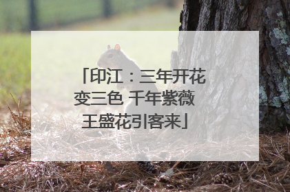 印江：三年开花变三色 千年紫薇王盛花引客来