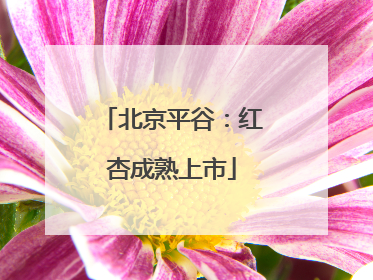 北京平谷：红杏成熟上市