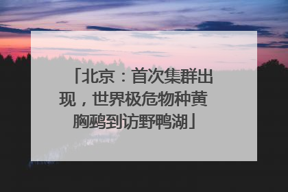 北京：首次集群出现，世界极危物种黄胸鹀到访野鸭湖