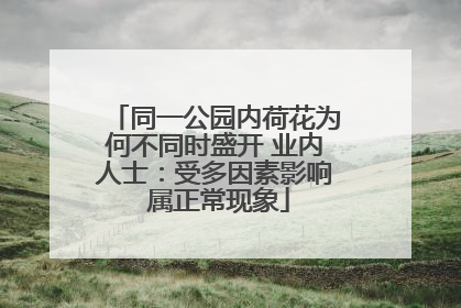 同一公园内荷花为何不同时盛开 业内人士：受多因素影响 属正常现象