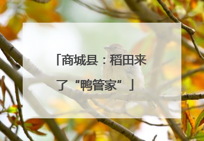 商城县：稻田来了“鸭管家”