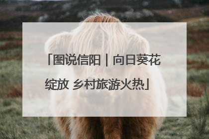 图说信阳｜向日葵花绽放 乡村旅游火热