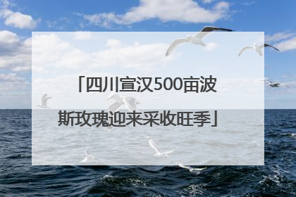 四川宣汉500亩波斯玫瑰迎来采收旺季