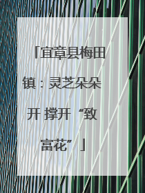 宜章县梅田镇：灵芝朵朵开 撑开“致富花”