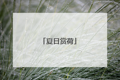 夏日赏荷
