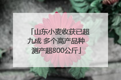 山东小麦收获已超九成 多个高产品种测产超800公斤