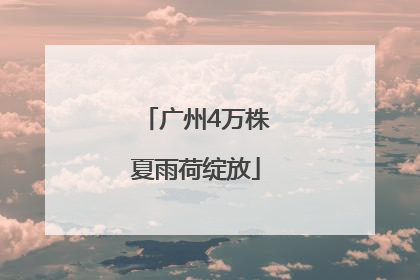 广州4万株夏雨荷绽放