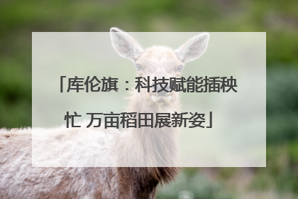 库伦旗：科技赋能插秧忙 万亩稻田展新姿