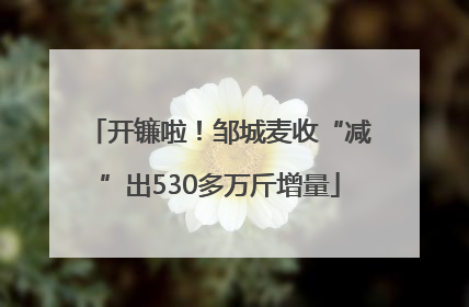 开镰啦！邹城麦收“减”出530多万斤增量