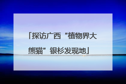 探访广西“植物界大熊猫”银杉发现地