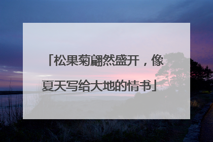 松果菊翩然盛开，像夏天写给大地的情书