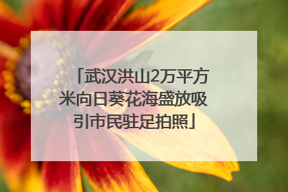 武汉洪山2万平方米向日葵花海盛放吸引市民驻足拍照