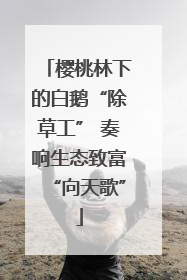 樱桃林下的白鹅“除草工” 奏响生态致富“向天歌”