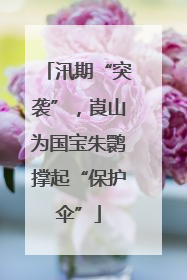 汛期“突袭”，崀山为国宝朱鹮撑起“保护伞”