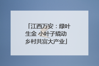 江西万安：绿叶生金 小叶子撬动乡村共富大产业