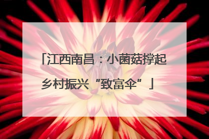 江西南昌：小菌菇撑起乡村振兴“致富伞”