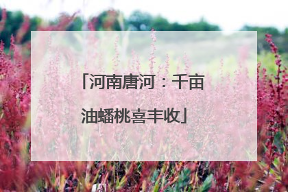 河南唐河：千亩油蟠桃喜丰收