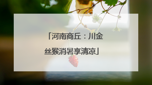 河南商丘：川金丝猴消暑享清凉