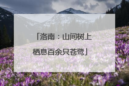洛南：山间树上栖息百余只苍鹭