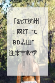 浙江杭州：网红“CBD麦田”迎来丰收季