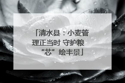 清水县：小麦管理正当时 守护粮“芯”绘丰景