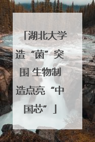 湖北大学造“菌”突围 生物制造点亮“中国芯”