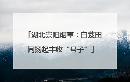 湖北崇阳烟草：白芨田间扬起丰收“号子”
