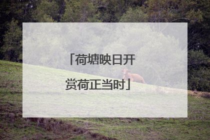 荷塘映日开 赏荷正当时