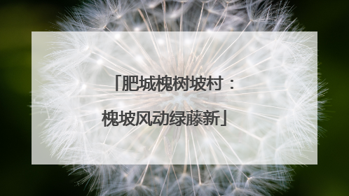肥城槐树坡村：槐坡风动绿藤新