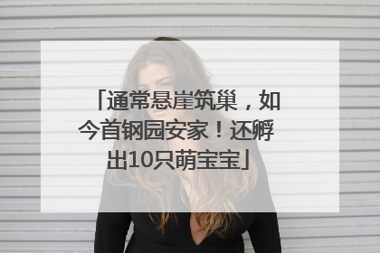 通常悬崖筑巢，如今首钢园安家！还孵出10只萌宝宝