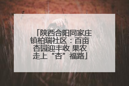 陕西合阳同家庄镇柏瑞社区：百亩杏园迎丰收 果农走上“杏”福路
