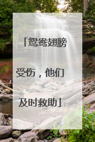 鸳鸯翅膀受伤，他们及时救助