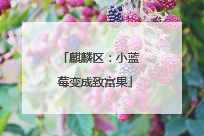麒麟区：小蓝莓变成致富果