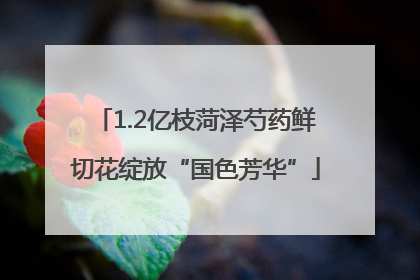 1.2亿枝菏泽芍药鲜切花绽放“国色芳华”