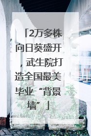2万多株向日葵盛开，武生院打造全国最美毕业“背景墙”